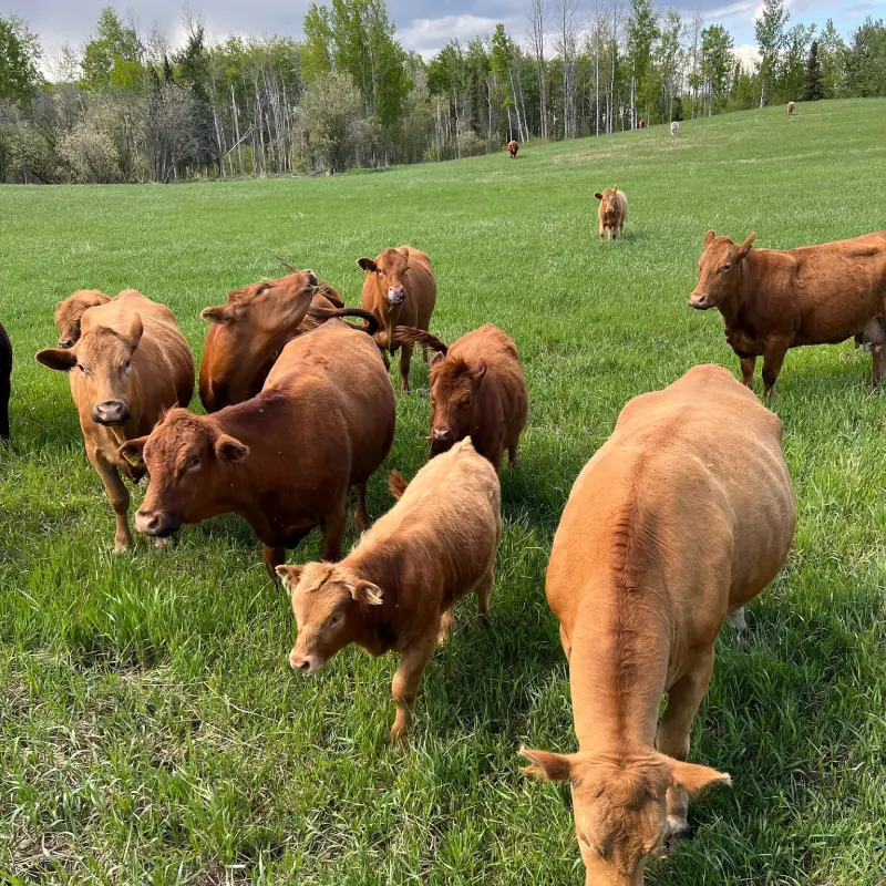 Adesco Cattle Herd