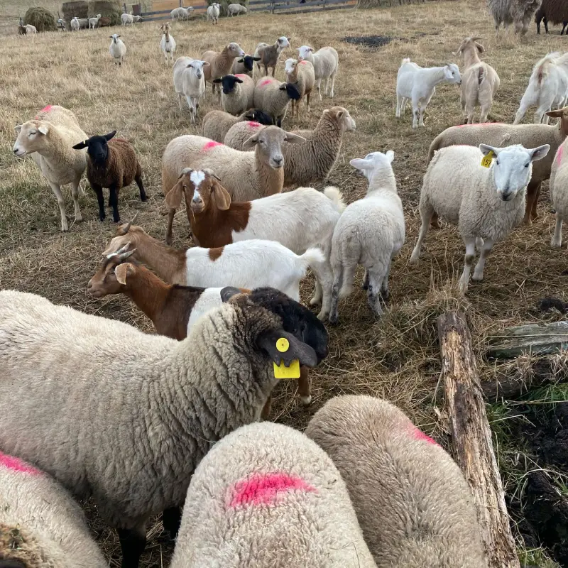 Goat Banking Program